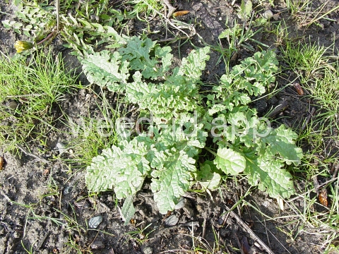 ragwort, tansy